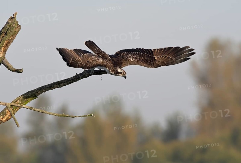 Osprey (Pandion haliaetus) flying from a tree, Lower Rhine, North Rhine-Westphalia, Germany