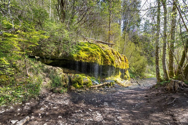 Dietfurt Waterfall, a moss waterfall in the Wutach Gorge, Black Forest, Baden-Württemberg, Germany