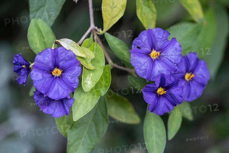 Gentian bush (Lycianthes rantonnetii), Veneto, Italy