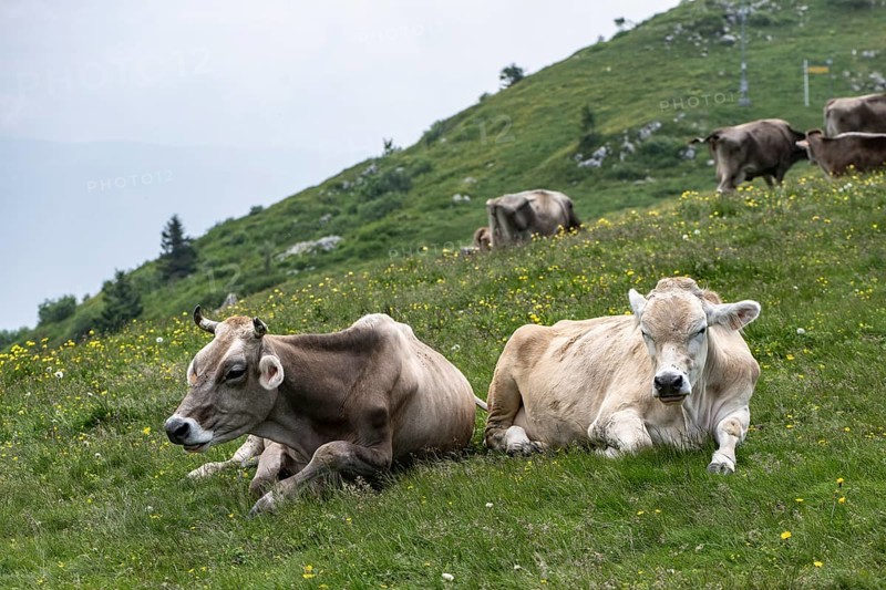 Cows (Bos taurus) on the mountain pasture, Monte Baldo, Veneto, Italy