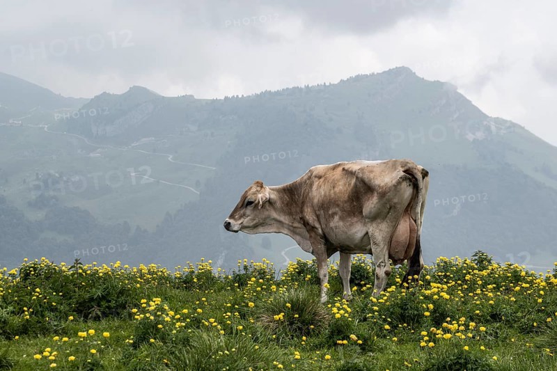 Cow (Bos taurus) on the mountain pasture, Monte Baldo, Veneto, Italy