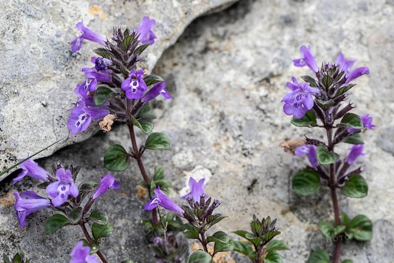 Alpine stonecrop (Clinopodium alpinum), Monte Baldo, Veneto, Italy
