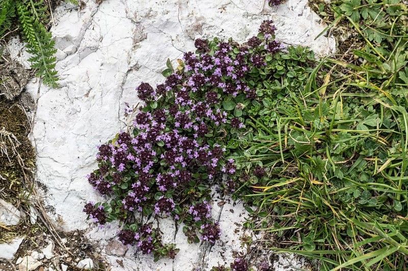 Thymus praecox (Thymus praecox), Monte Baldo, Veneto, Italy