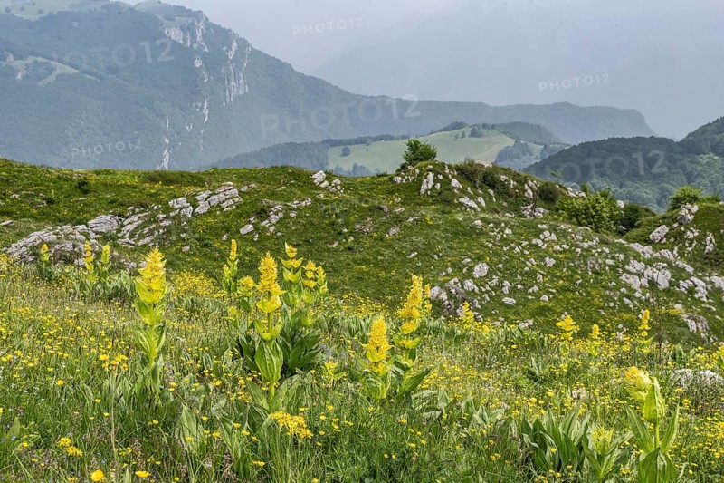 Great yellow gentian (Gentiana lutea), Monte Baldo, Veneto, Italy