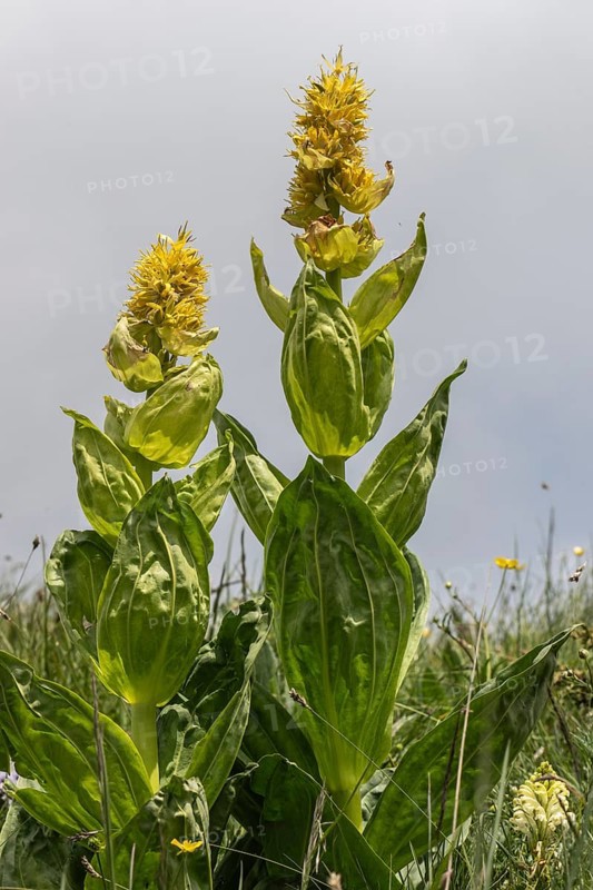 Great yellow gentian (Gentiana lutea), Monte Baldo, Veneto, Italy