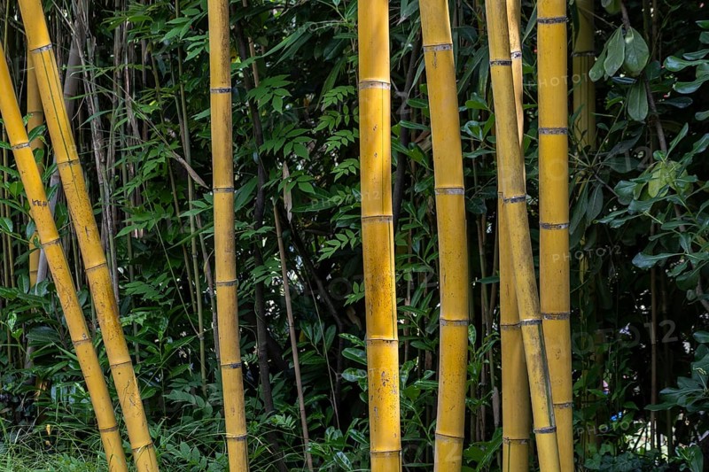 Bamboo (Phyllostachys aurea), Lombardy, Italy