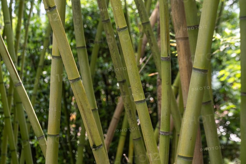 Bamboo (Phyllostachys), Lombardy, Italy