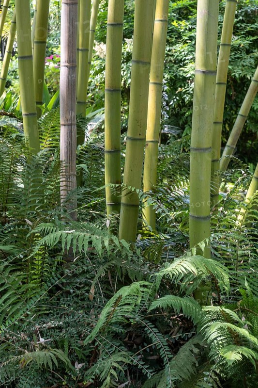 Bamboo (Phyllostachys), Lombardy, Italy