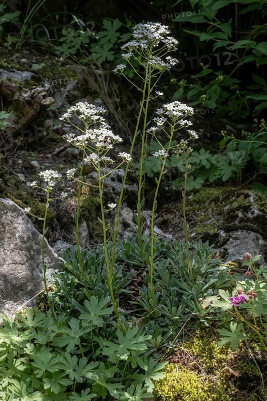Saxifrage (Saxifraga hostii), Veneto, Italy