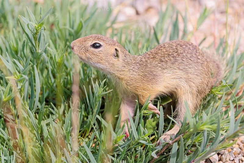 A young European ground squirrel (Spermophilus citellus) or European souslik stands on a gravel hill in a green island of a plant