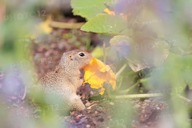 A young European ground squirrel (Spermophilus citellus) or European souslik stands in an agricultural field and eats from the pumpkin blossoms