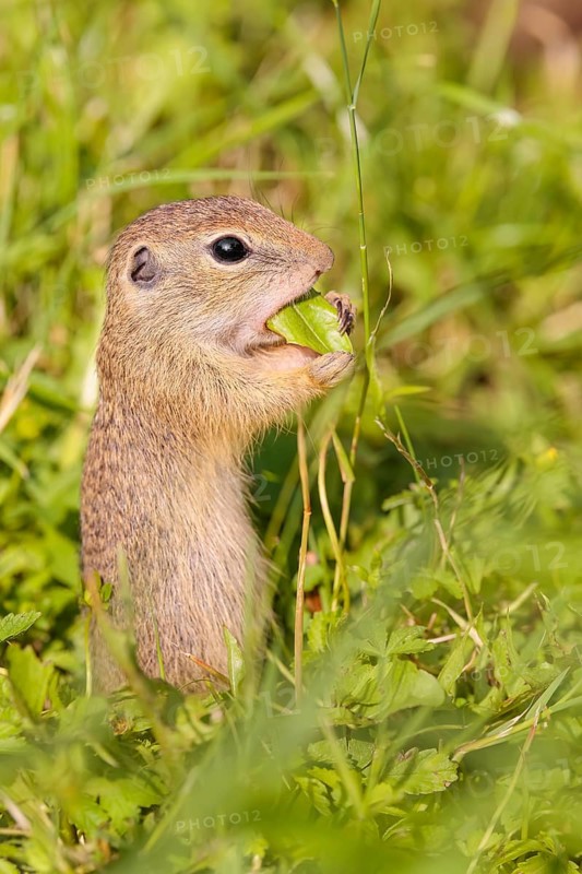 A young European ground squirrel (Spermophilus citellus) or European souslik stands in a meadow with tall green vegetation on a sunny day and eats from it