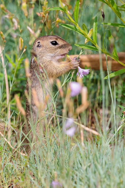 A young European ground squirrel (Spermophilus citellus) or European souslik stands in a meadow with tall green vegetation and eats from it