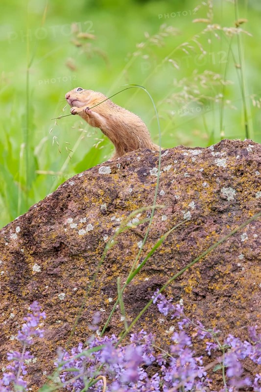 An adult European ground squirrel (Spermophilus citellus) or European souslik stands on a rock in a meadow with tall green vegetation and eats from it