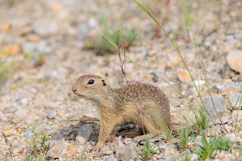A young European ground squirrel (Spermophilus citellus) or European souslik stands on a gravel hill close to its den