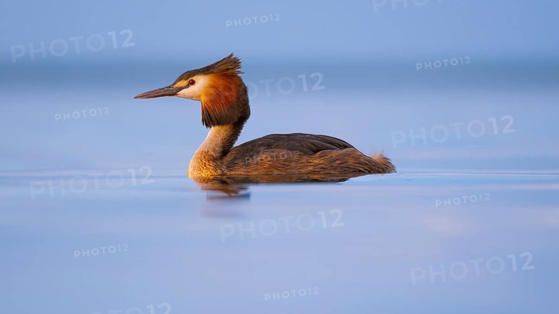 A great crested grebe (Podiceps Scalloped ribbonfish) swimming on the Steinhuder Meer, animal photo, bird, bird species, nature photo, wildlife, fauna, Hagenburg, Lower Saxony, Germany