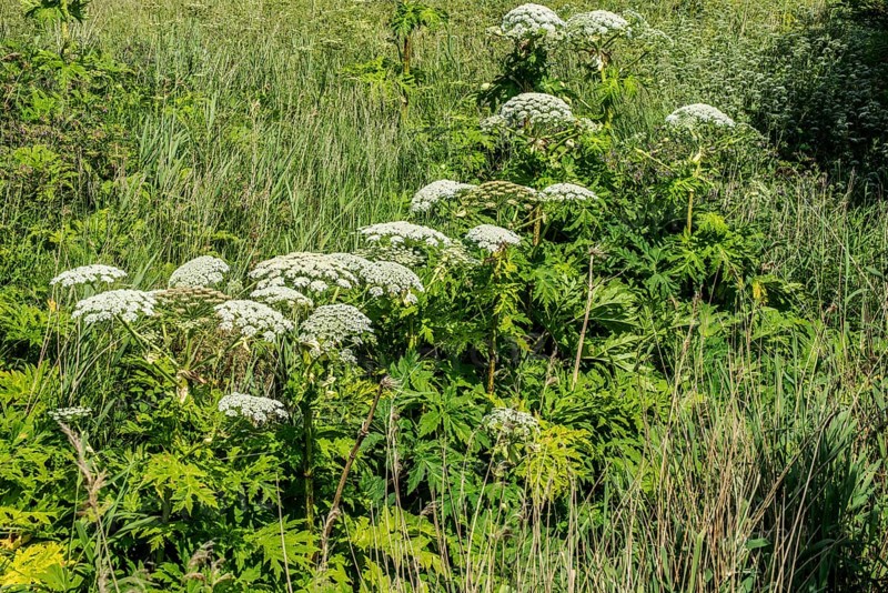 Flowering Giant Hogweed, (Heracleum mantegazzianum) an invasive species that is difficult to eradicate, in Glemminge, Ystad Municipality, Skåne County, Sweden, Scandinavia