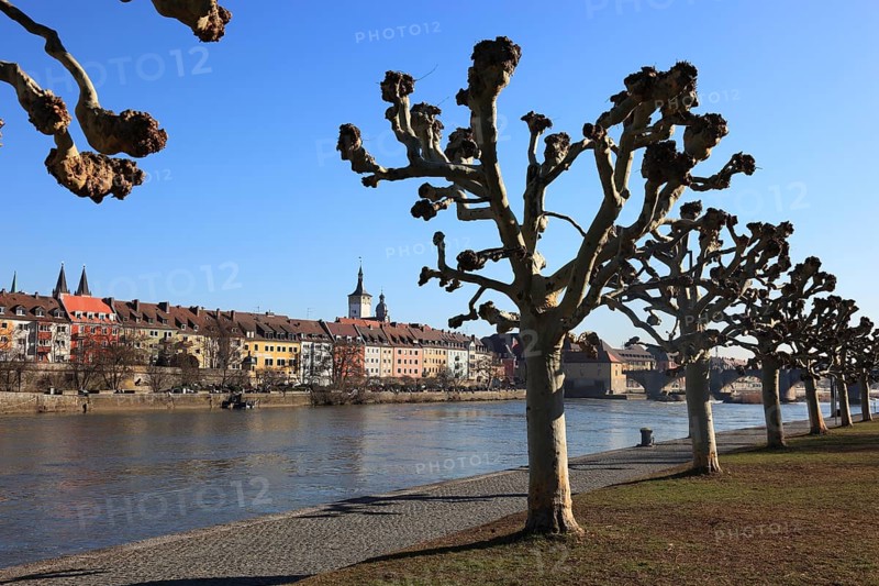 Pruning, pruned plane trees, here on the banks of the Main in Würzburg, Lower Franconia, Bavaria, Germany