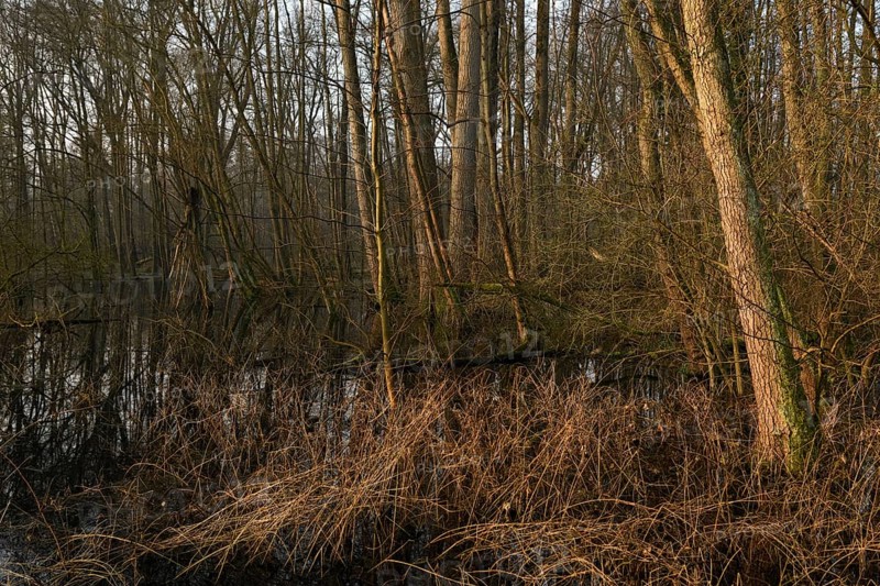 In the quarry forest, swamp forest... Meerbusch (Lanker Bruch), swampy alluvial forest, alder swamp forest in the area of a Rhine siltation loop, old Rhine, endangered native nature, landscape in North Rhine-Westphalia, Germany, Meerbusch, Rhine district Neuss, North Rhine-Westphalia, Western Europe