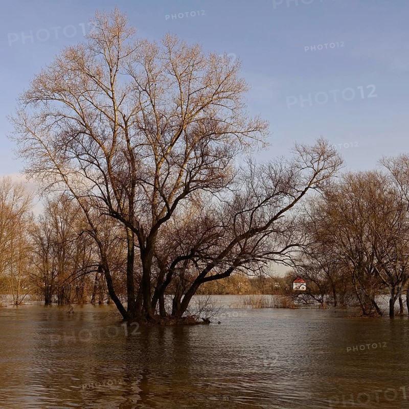 Partially flooded trees standing in water, high water on the Rhine near Düsseldorf, high water situation, flooding on the banks of the Rhine, weather situation, Lower Rhine, local nature, Meerbusch, Rhineland, Rhine district Neuss, North Rhine-Westphalia, Germany, Western Europe