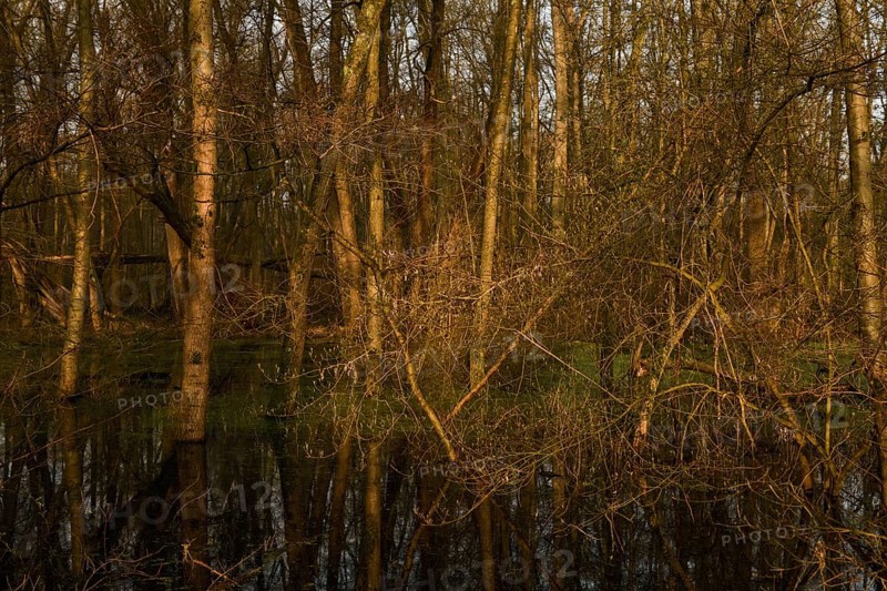 At high water levels... near-natural marshy forest, alluvial forest with alders, poplars, ash trees and dense undergrowth, alder forest in the area of a Rhine meander that silted up centuries ago, old Rhine, endangered native nature, unspoilt landscape in North Rhine-Westphalia, Germany, Lanker Bruch, Strümper Bruch, Ilvericher Altrheinschlinge, Meerbusch, Rhein-Kreis Neuss, North Rhine-Westphalia, Western Europe
