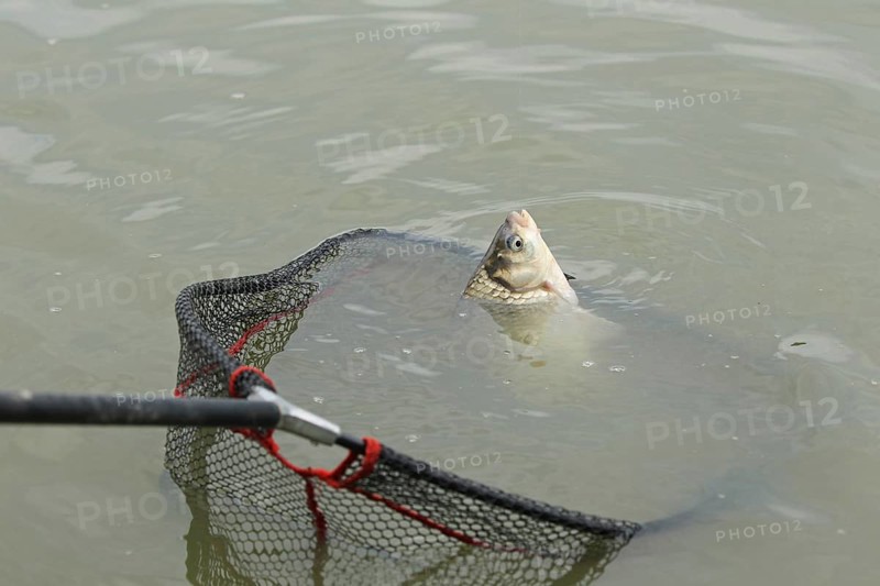 Whitefish (Leuciscinae) in landing net, South Hungary, Hungary, South Hungary, Hungary