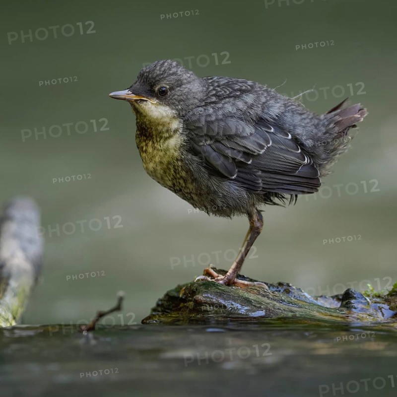 At eye level... White-throated Dipper (Cinclus cinclus), just fledged young bird stands waiting on a stone in the middle of the riverbed, probably hoping for food, young dippers must quickly become independent, detailed close-up, Lower Rhine, North Rhine-Westphalia, Germany, Western Europe