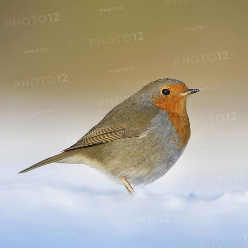 Robin (Erithacus rubecula), well-known songbird with bright red-orange breast sits in the most beautiful light on the ground in the snow, warm colours, native birdlife, wildlife, nature in winter, Lower Rhine, Rhineland, North Rhine-Westphalia, Germany, Western Europe