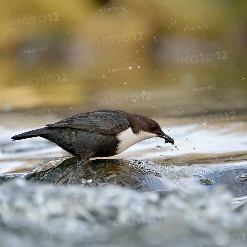 Successful... White-throated Dipper (Cinclus cinclus) standing on a stone in the middle of flowing water, with prey in its beak, has caught caddis fly larva, native birdlife, wildlife, nature, Sauerland, North Rhine-Westphalia, Germany, Western Europe