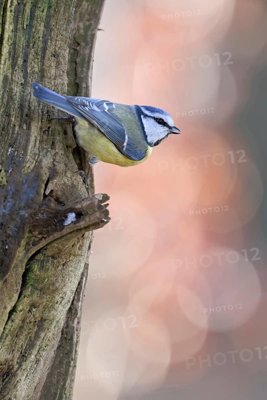 Small and quierly... Blue tit (Cyanistes caeruleus) secures the environment, generally known native songbird species, tit species, common almost everywhere, Lower Rhine, Rhine district Neuss, North Rhine-Westphalia, Germany, Western Europe