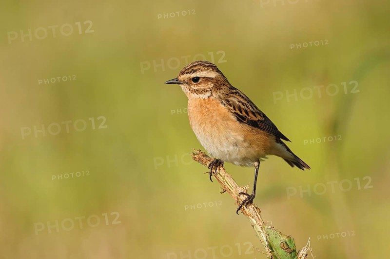 Rare open country bird... Whinchat (Saxicola rubetra), endangered due to habitat loss, male in spring, sitting on a stalk exposed in a meadow, typical behaviour, wildlife, North Rhine-Westphalia, Germany, Western Europe