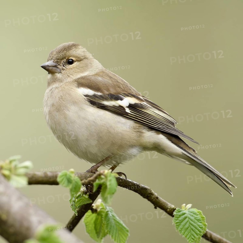 Chaffinch (Fringilla coelebs), female adult bird in spring, sitting on a branch in a tree, freshly sprouting green leaves, wildlife, well-known native songbird, Rhine district of Neuss, North Rhine-Westphalia, Germany, Western Europe