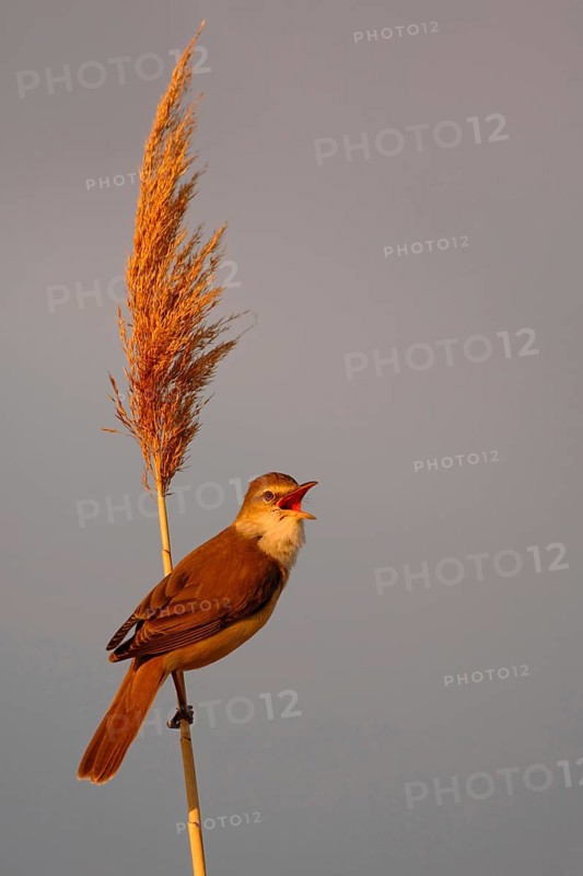 Tireless singer... Reed warbler (Acrocephalus arundinaceus) sitting on a reed stem, singing its song, Lake Neusiedl, Illmitz, Lower Austria, Austria