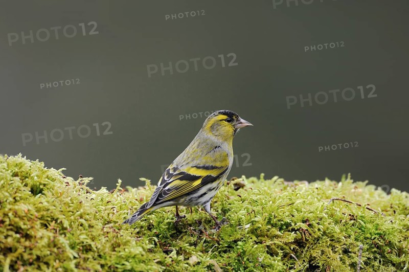 Siskin (Spinus spinus), male bird in breeding plumage, splendour plumage, sitting on green moss, yellow-black songbird, bird, native fauna, Sauerland, North Rhine-Westphalia, Germany, Western Europe