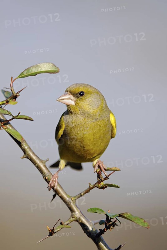 In the home garden... Greenfinch (Carduelis chloris), common, native songbird species, also occurs at winter feeders, bird feeders, Lower Rhine, Rhine district of Neuss, North Rhine-Westphalia, Germany, Western Europe