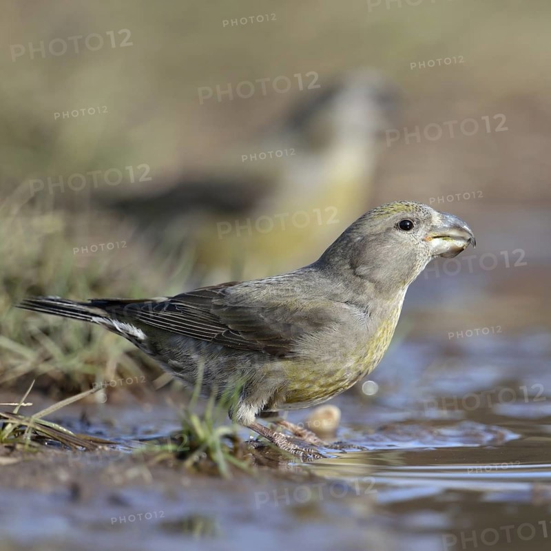 At the waterhole... Pine Crossbill (Loxia pytyopsittacus), a flock of rare Pine Crossbills have come down from the trees to a puddle of water to drink from it, invasion bird from the north, North Rhine-Westphalia, Germany, Western Europe