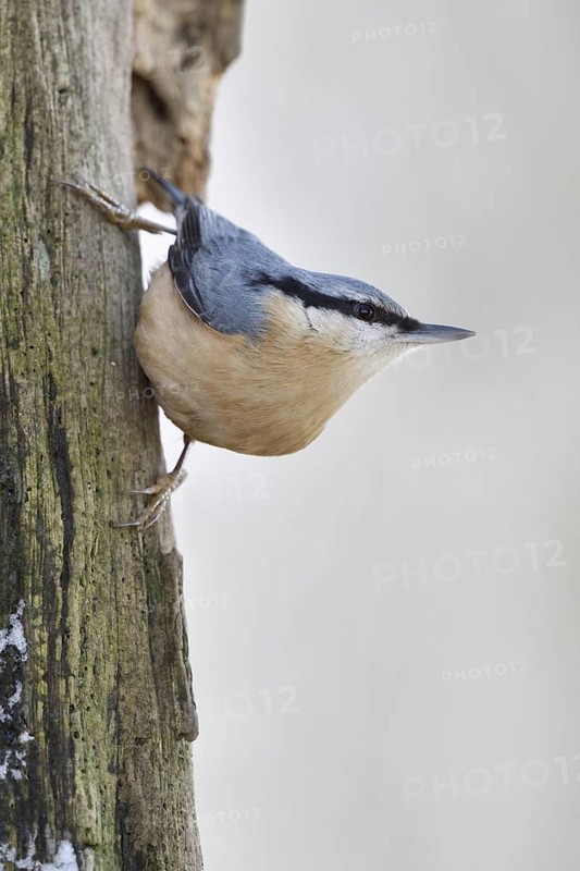 Climbing artist... European nuthatch (Sitta europaea) in winter foraging on the dead wood of an old oak tree, usually quite conspicuous native songbird, also occurs at winter feeders in the garden, Lower Rhine, North Rhine-Westphalia, Germany, Western Europe