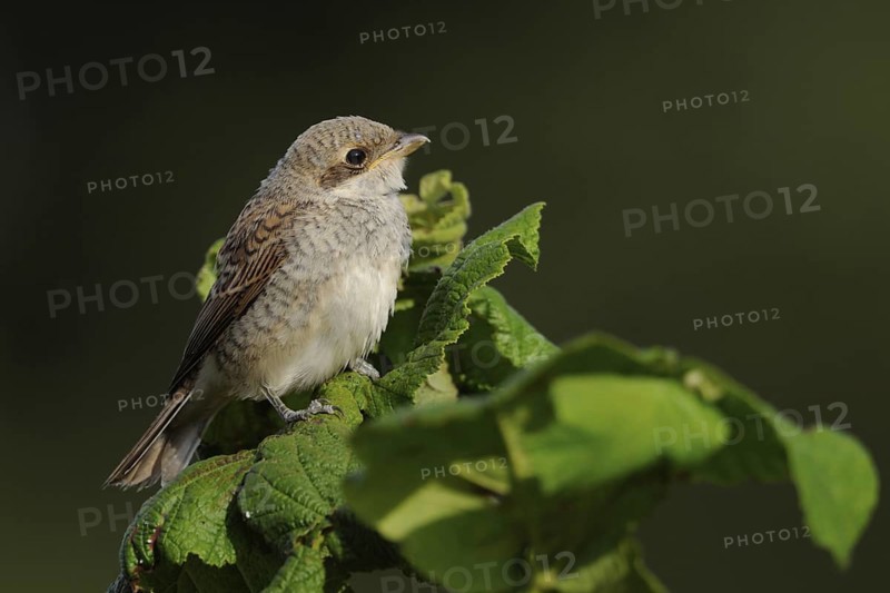 Red-backed shrike (Lanius collurio), fledgling, waiting to be fed on the top of a bush, Lower Rhine, North Rhine-Westphalia, Germany, Western Europe