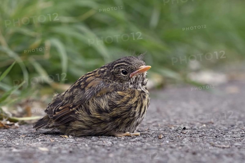 Fledgling... Dunnock (Prunella modularis), not yet fledged chick has left nest, sits apparently lonely and abandoned at the roadside, North Rhine-Westphalia, Germany, Western Europe