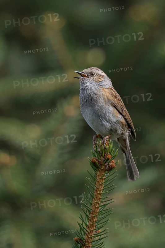Bird song... Dunnock (Prunella modularis) in spring, singing high up on a fir tree top, North Rhine-Westphalia, Germany, Western Europe