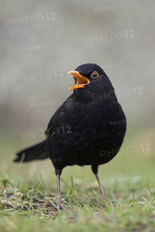Singing at the top of its voice... Blackbird (Turdus merula), one of the best known native songbirds, garden birds, male, black plumage, orange beak, sitting in the grass on the ground, appealing low perspective at eye level, frontal view, wildlife, Lower Rhine, Rhine district Neuss, North Rhine-Westphalia, Germany, Western Europe