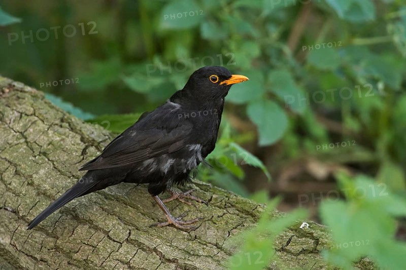Young blackbird... Blackbird (Turdus merula) sitting on a tree trunk in the forest, male with bright orange beak, one of the most common and well-known native songbirds, widespread, also typical garden bird, Lower Rhine, North Rhine-Westphalia, Germany, Western Europe