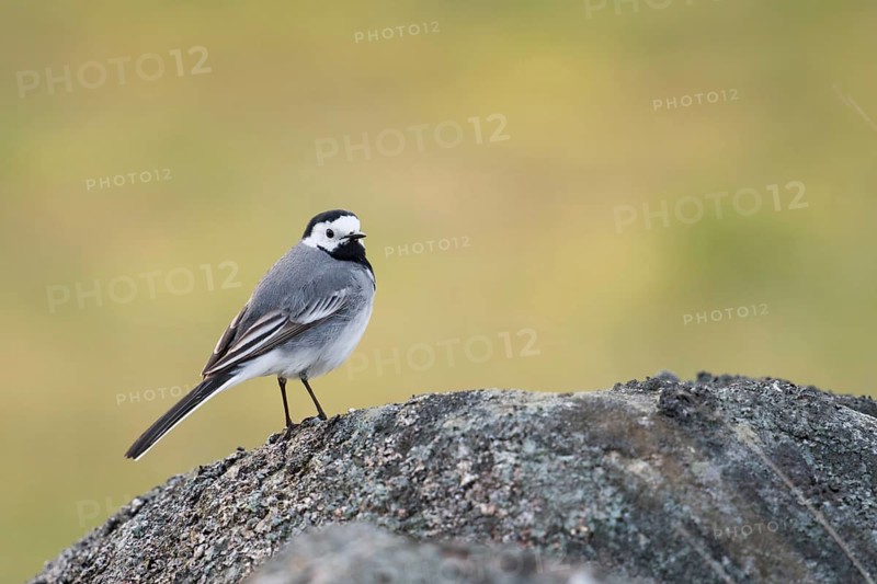 White wagtail (Motacilla alba), generally known and in many places common, likeable black and white native songbird sits on a stone overgrown with mosses and lichens, wildlife, southern Sweden, Sweden, Scandinavia, northern Europe