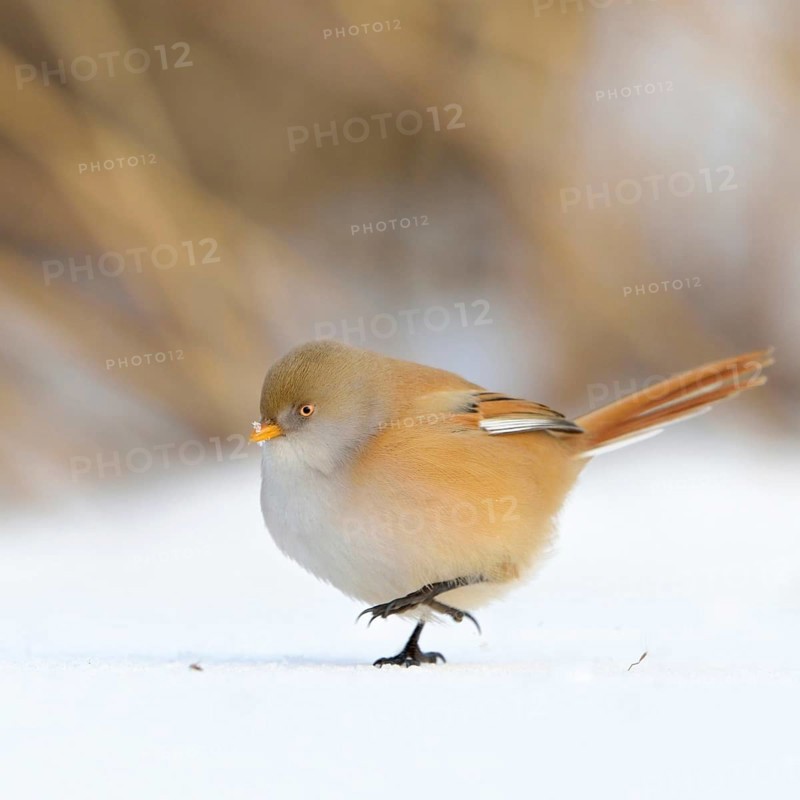 Stroller... Bearded Tit (Panurus biarmicus), fluffed up up female, walks on the ground through snow, rare native songbird, way of life is tied to reed beds, changes diet, digestion, eats insects in summer, seeds from reeds in winter, funny picture, native birdlife, wildlife, nature, Germany, Western Europe