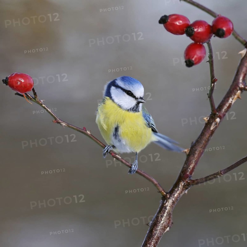 Blue tit (Cyanistes caeruleus), sitting on a dog rose branch between red rose hips, well-known and common small songbird, native wildlife, wildlife, Rhineland, North Rhine-Westphalia, Germany, Western Europe