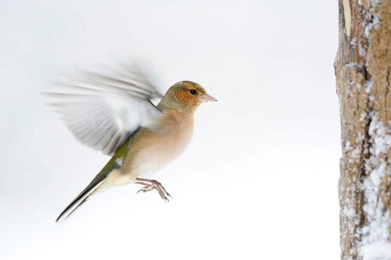 Chaffinch (Fringilla coelebs) in winter with snow, in flight, approach, in motion, colourful finch, common native songbird, white background, wildlife, Lower Rhine, North Rhine-Westphalia, Germany, Western Europe