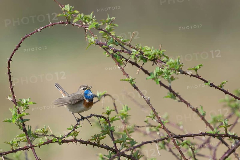 Singing in the brambles... white-starred bluethroat (Luscinia svecica), particularly pretty native songbird, sings with proudly swollen breast, from full chest, wildlife, Lower Rhine, North Rhine-Westphalia, Germany, Western Europe