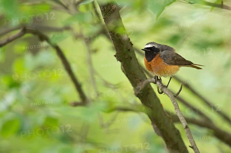Typical forest edge dweller... Common redstart (Phoenicurus phoenicurus), very beautiful, rare native songbird, colourful male in breeding plumage, magnificent plumage, sits in the undergrowth in a green leafy bush, wildlife, Lower Rhine, Rhine district Neuss, North Rhine-Westphalia, Germany, Western Europe