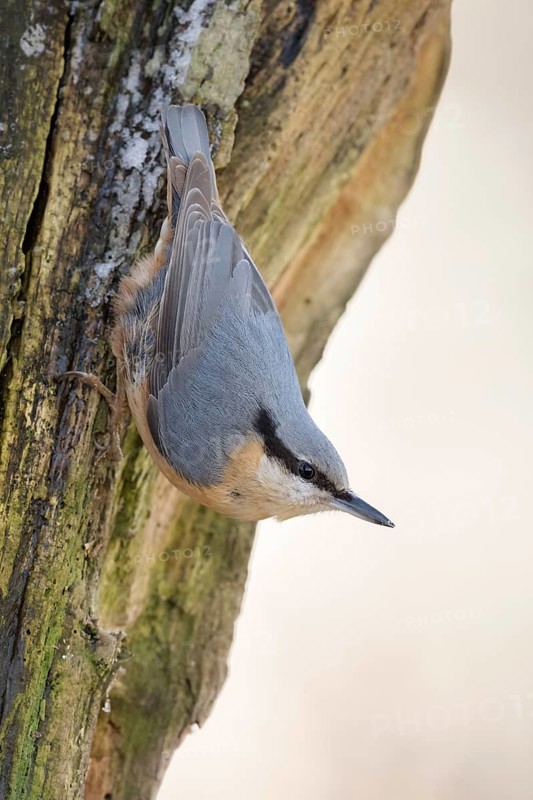 Head over heels... European nuthatch (Sitta europaea) in winter, secures the environment, native songbird that stays with us all year round, can often be observed at bird feeders in winter, can also climb down tree trunks, typical posture, Lower Rhine, North Rhine-Westphalia, Germany, Western Europe