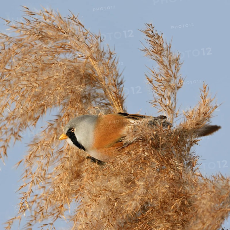 Male bearded tit, bearded tit cock in the reeds... Bearded Tit (Panurus biarmicus) sits in the tips of reed grass in the clearest winter weather to feed on its seeds. Native but rare bird species in Germany, typical reed dweller, Federsee lake, Baden-Württemberg, Germany, Western Europe